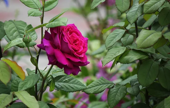 Summer, flowers, roses, June