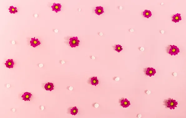 Flowers, background, Chrysanthemum
