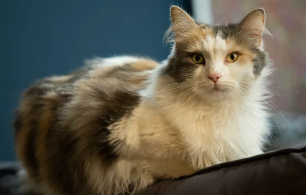 Picture cat, cat, look, background, lies, spotted