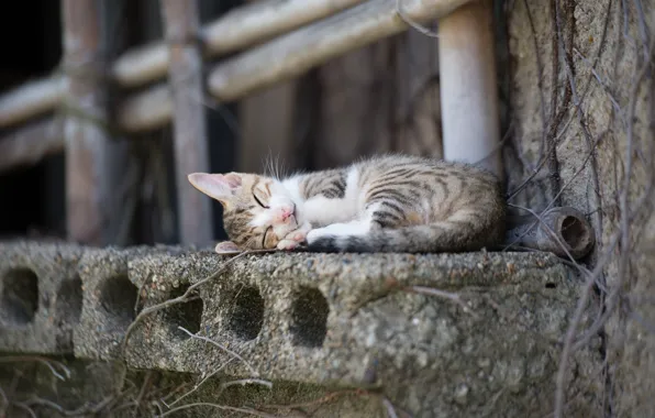 Cat, the city, stick, sleeping, sill, concrete, codec