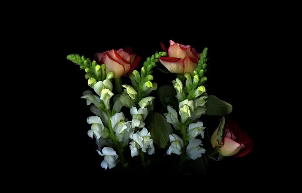 Picture light, rose, shadow, bouquet, petals, stem