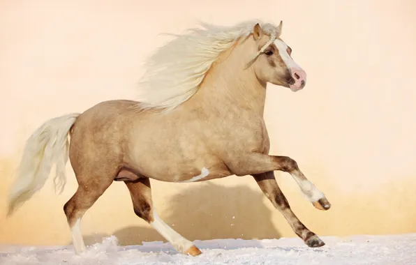 Picture winter, animals, snow, nature, horse, horse, stallion, mane