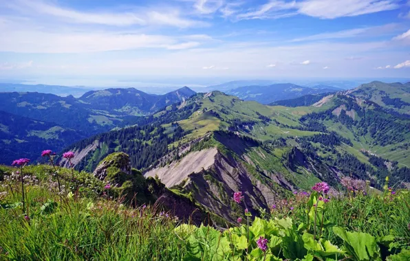 Flowers, The sky, Mountains, Meadow