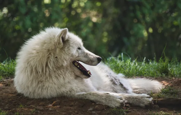 Nature, predator, animal, wolf, wildlife, portrait, portrait., Canis lupus. face