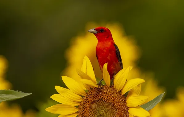 Picture bright, red, flowers, bird, summer, sunflowers