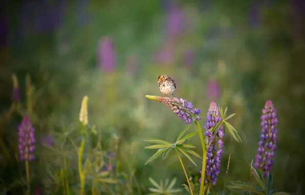 Summer, flowers, bird, Lupin, lupins, bird, whinchat