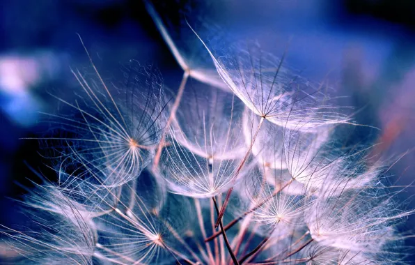 Picture blue, seeds, fluff