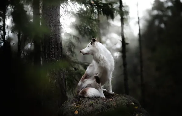 Forest, each, dog