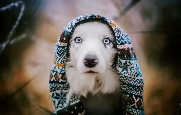 Look, each, dog