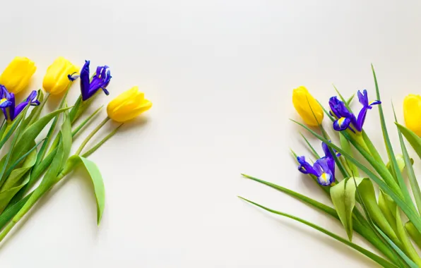 Picture tulips, spring, flowers, iris