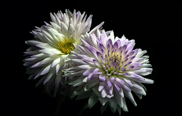 Flowers, nature, background