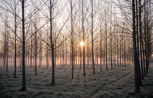 Picture trees, fog, morning