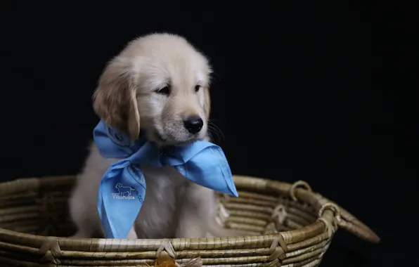 Picture background, basket, dog, puppy, solitaire, Golden Retriever, Golden Retriever