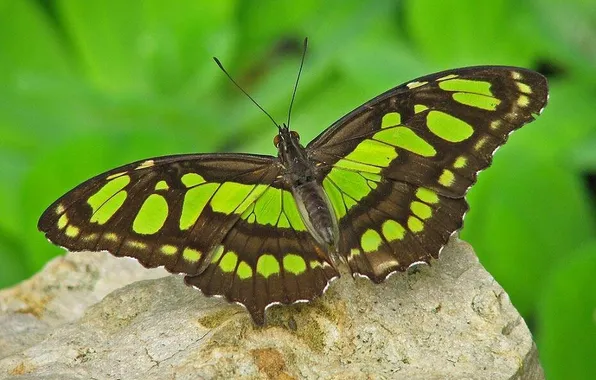 Leaves, microsemi, butterfly, stone, wings, insect, beautiful, closeup