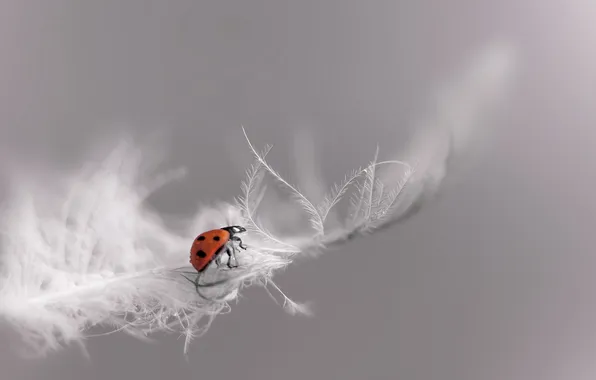 Macro, nature, ladybug