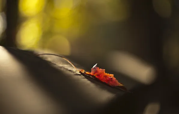 Autumn, nature, sheet