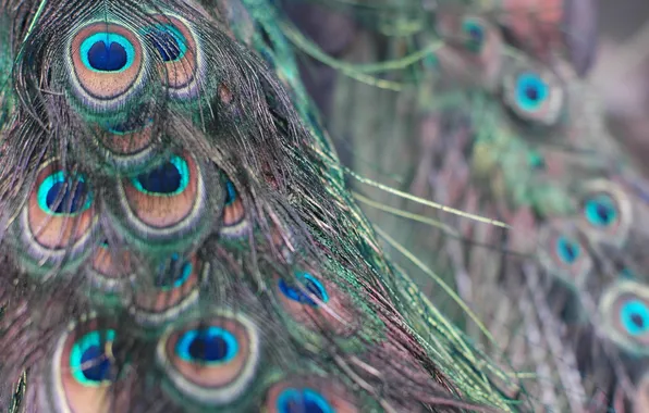 Picture pen, feathers, peacock
