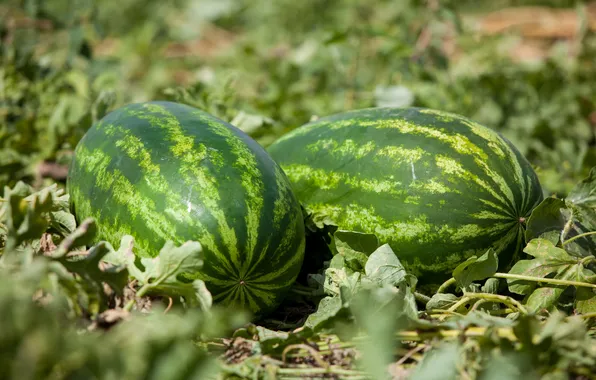Picture field, nature, watermelons