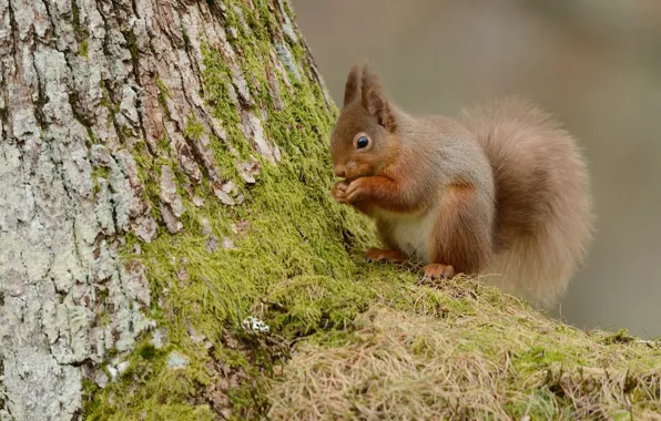 Pose, tree, moss, protein, bark