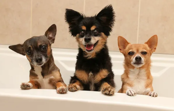 Dogs, bath, trio, faces, Chihuahua, Trinity, doggie