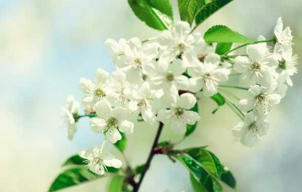 Wallpaper trees, branches, flowers, Apple, background, nature, spring, flowering