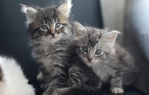 Kittens, kids, a couple, two kittens