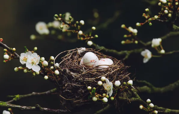 Picture nature, spring, socket, eggs
