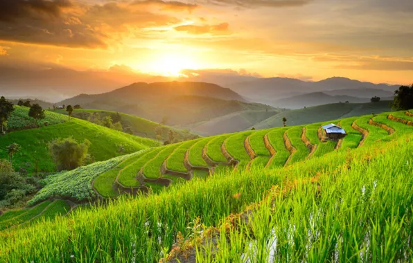 Mountains, field, Thailand, farm