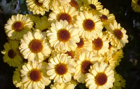 Picture yellow, beauty, chrysanthemum