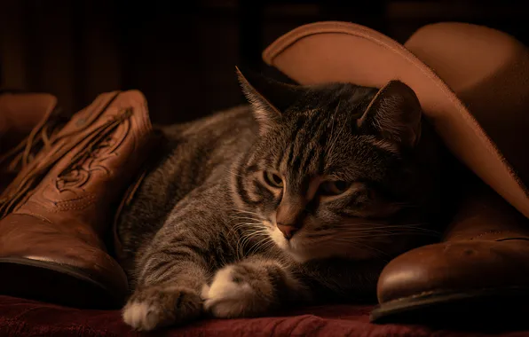 Cat, cat, look, pose, the dark background, grey, shoes, hat