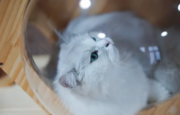 Cat, white, cat, look, glass, face, light, background