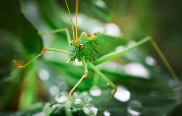 Macro, grasshopper, Sergey Kalev