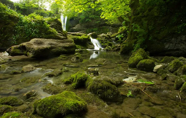 Picture forest, trees, stream, stones, thickets, moss