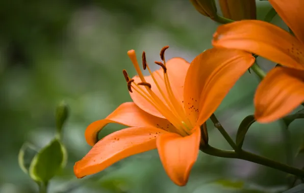 Macro, Lily, orange, petals, stamens