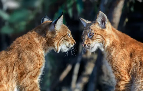 Picture animals, nature, predators, pair, lynx, Oleg Bogdanov