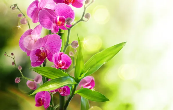 Orchid, water, flowers, orchid, reflection, bloom