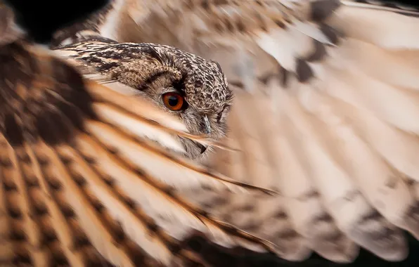 Owl, bird, wings, feathers, tail