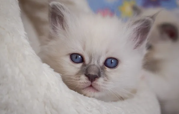Look, muzzle, kitty, blue eyes, Ragdoll