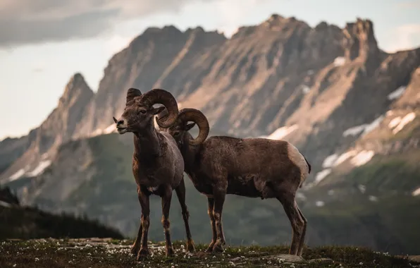 Animals, mountains, horns, horns, animals, fauna, Altay, fauna