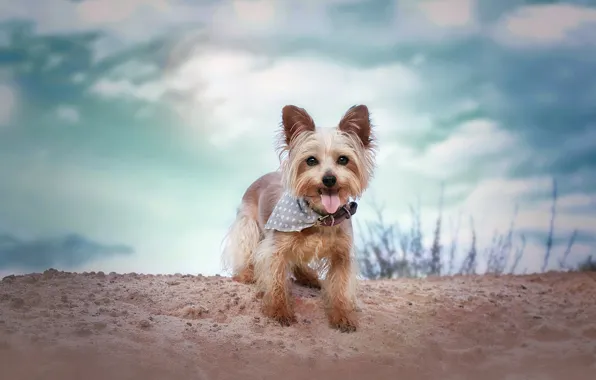 Sand, language, the sky, look, clouds, nature, dog, collar