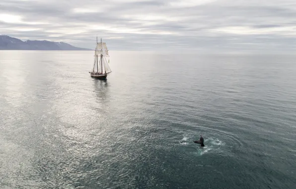 The ocean, coast, ship, sailboat, Alaska, kit, research vessel