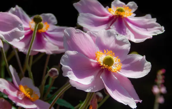 Macro, petals, pink, anemones