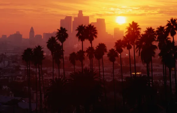 Sunset, palm trees, The city, CA, Los Angeles