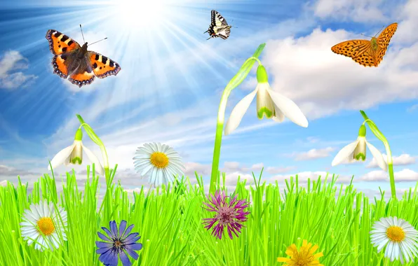 Summer, the sky, grass, the sun, clouds, rays, flowers, butterfly