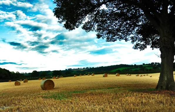 Wheat, field, autumn, grass, trees, photo, tree, landscapes