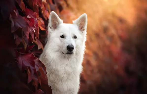 Picture autumn, face, leaves, portrait, dog, bokeh, The white Swiss shepherd dog