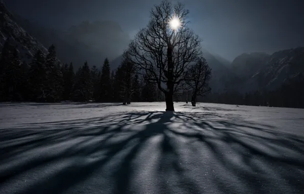 Winter, snow, tree