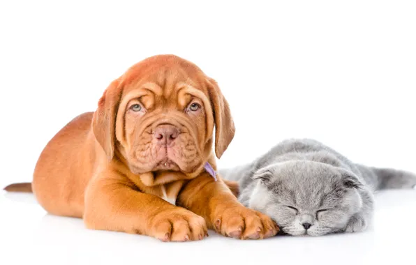 Cat, Dog, friends, Cat, Kitten, Dogue de Bordeaux, Puppy