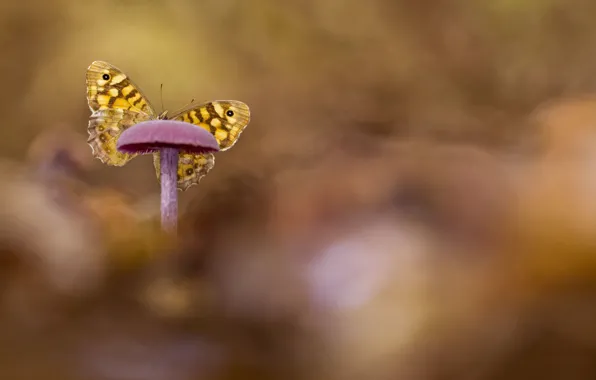 Picture background, butterfly, mushrooms, blur