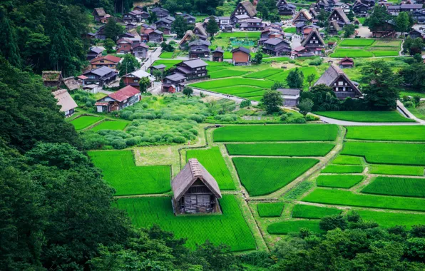 Greens, field, trees, home, Japan, village, the view from the top, Nagoya